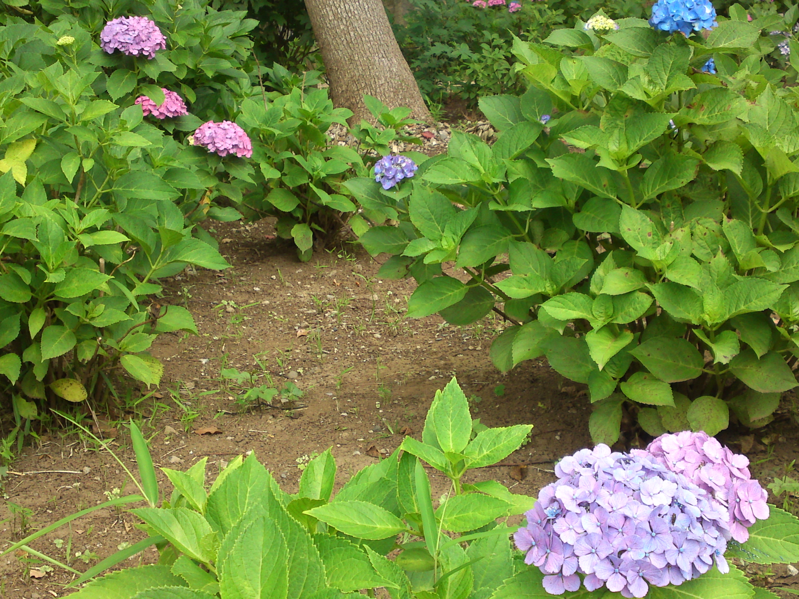 2020年夏篠崎公園に咲く紫陽花の花４１