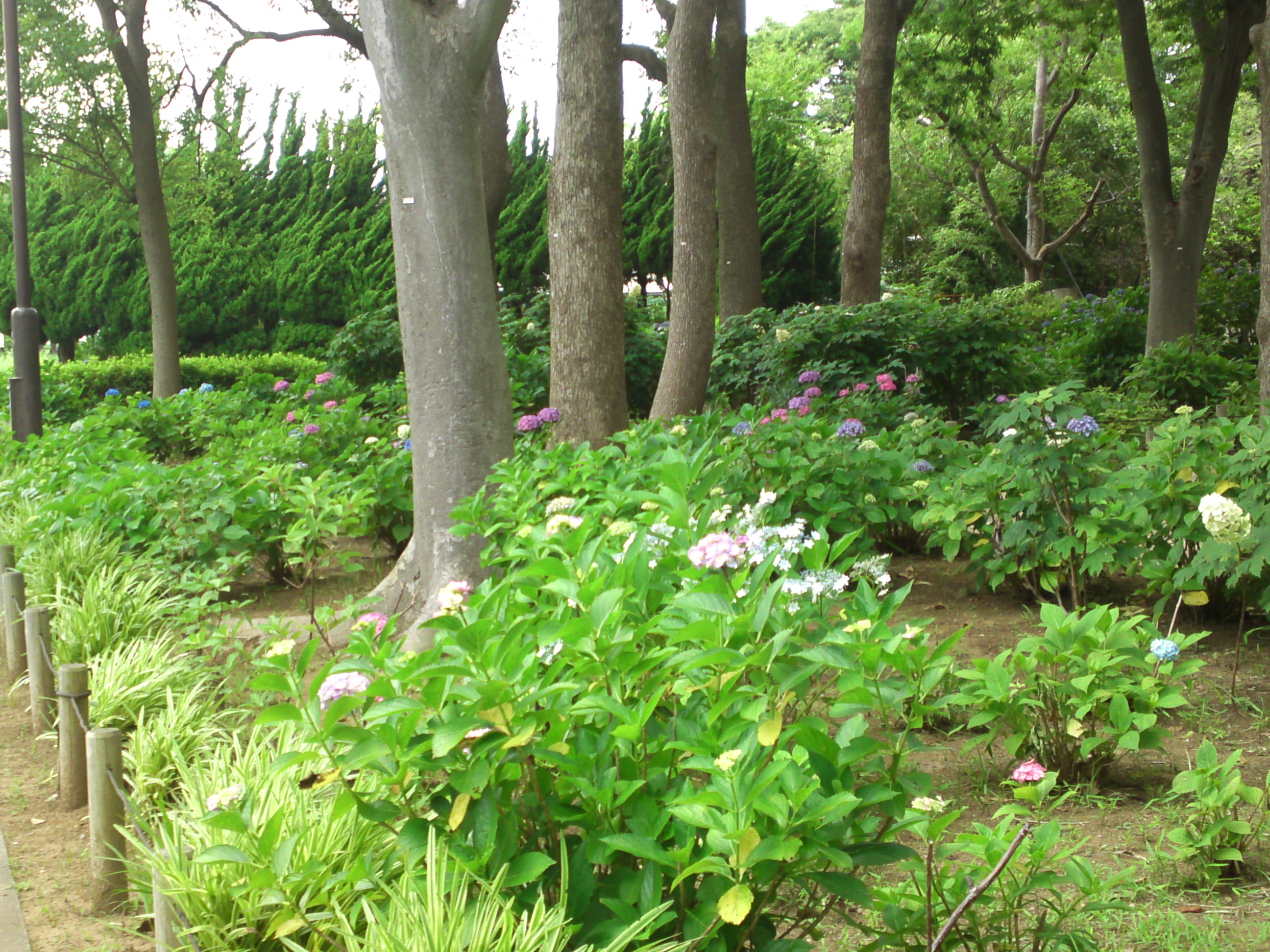 2020年夏篠崎公園に咲く紫陽花の花４２