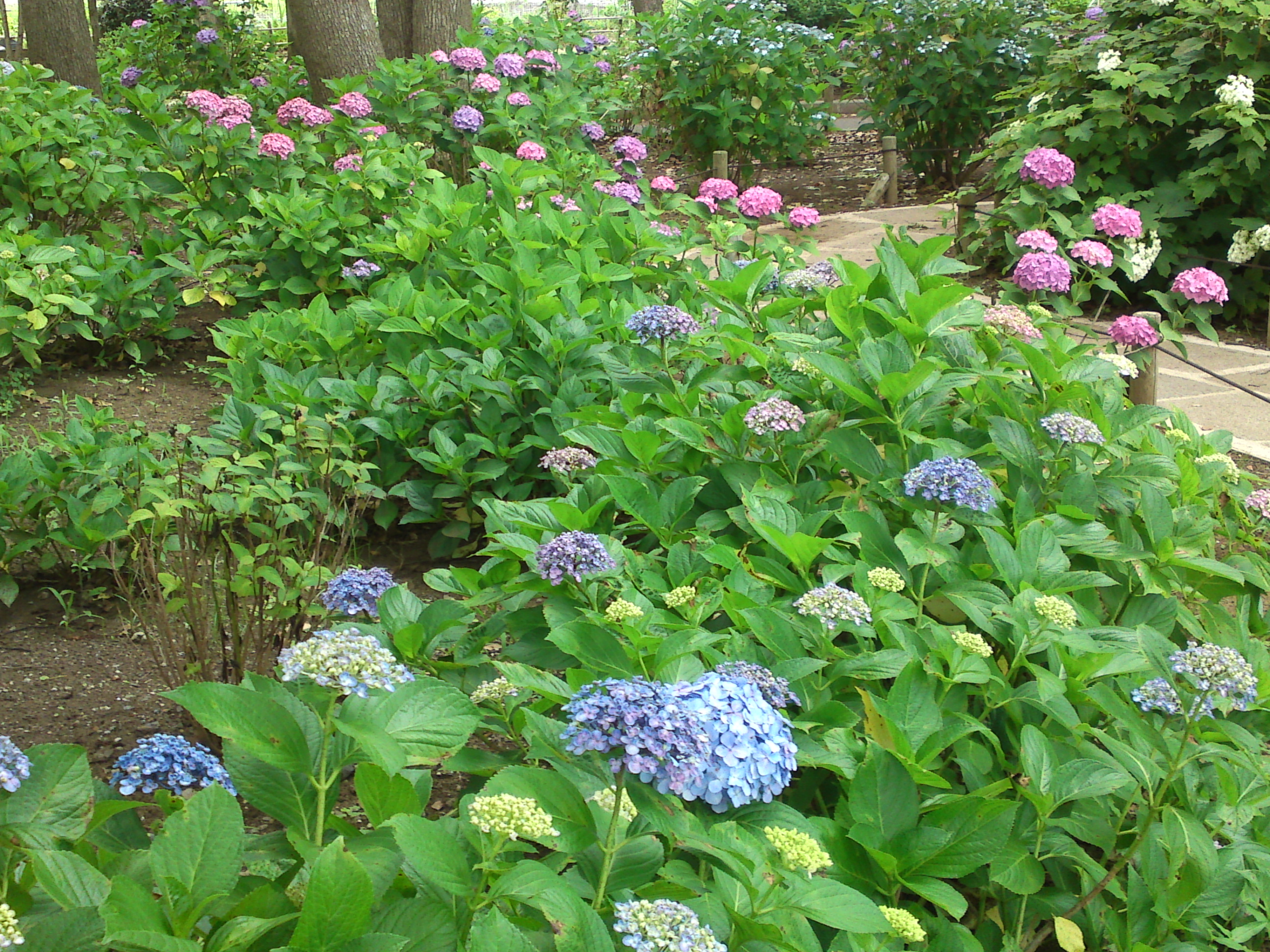 2020年夏篠崎公園に咲く紫陽花の花４４