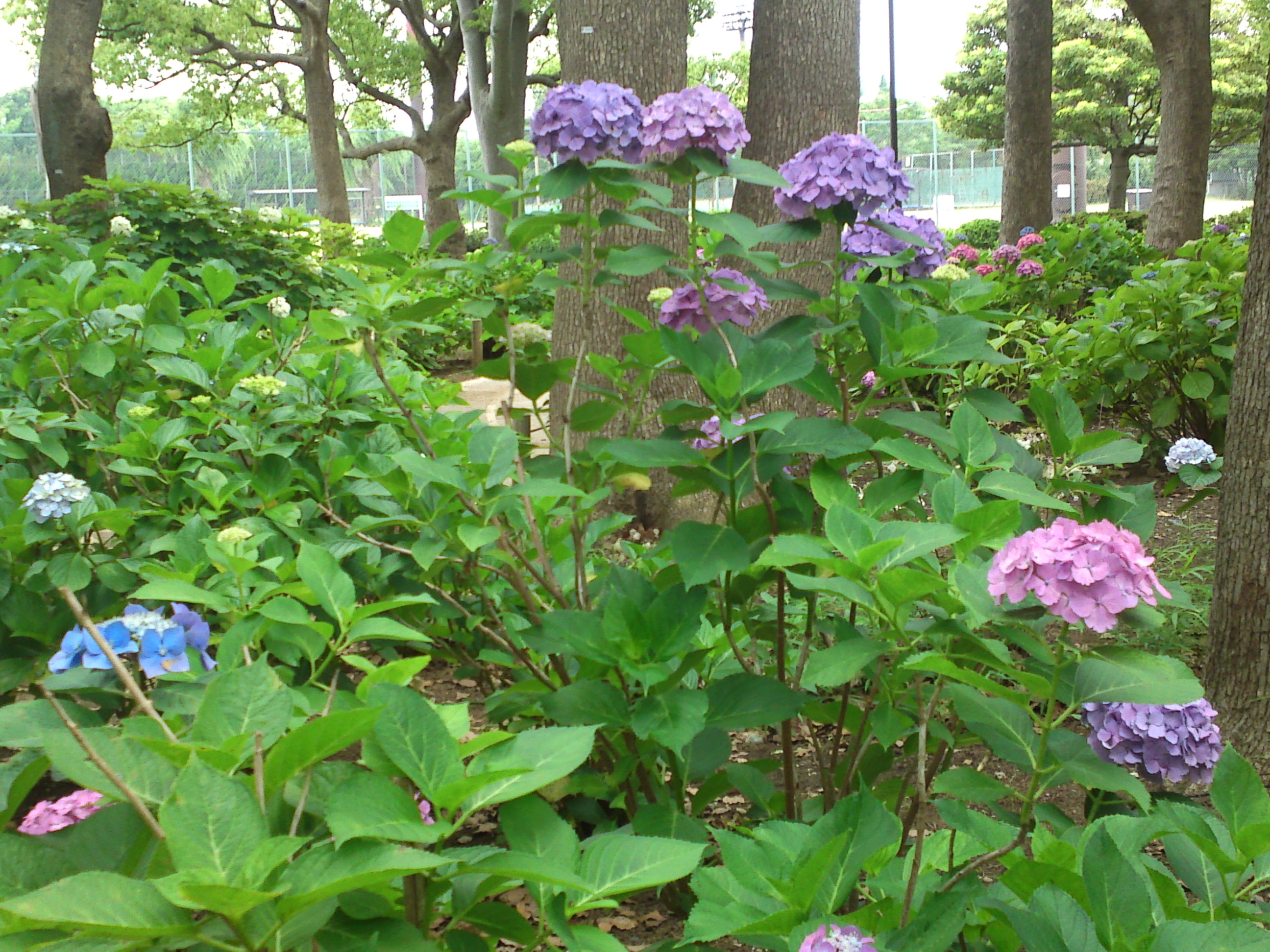 2020年夏篠崎公園に咲く紫陽花の花４５