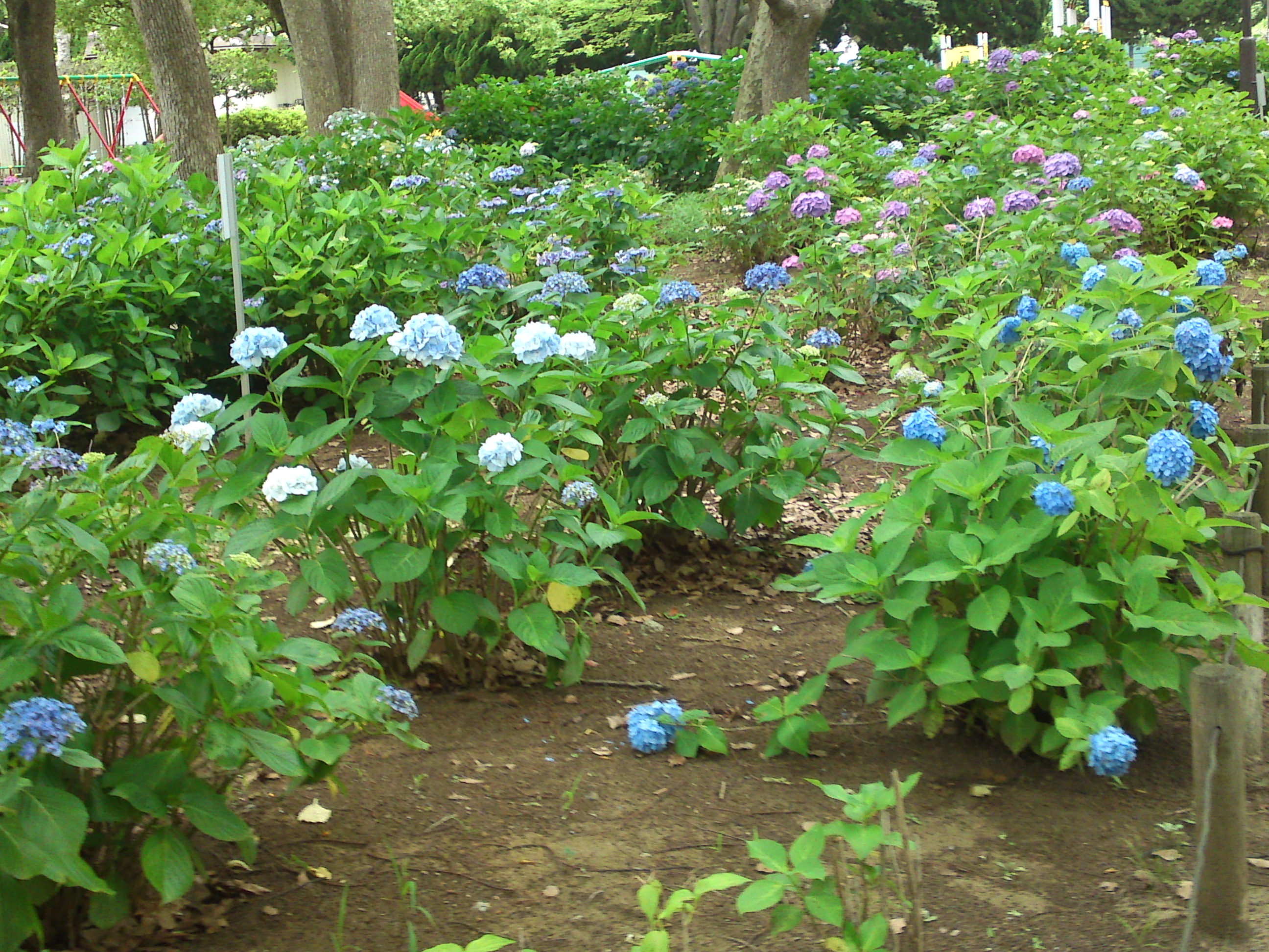 2020年夏篠崎公園に咲く紫陽花の花４７