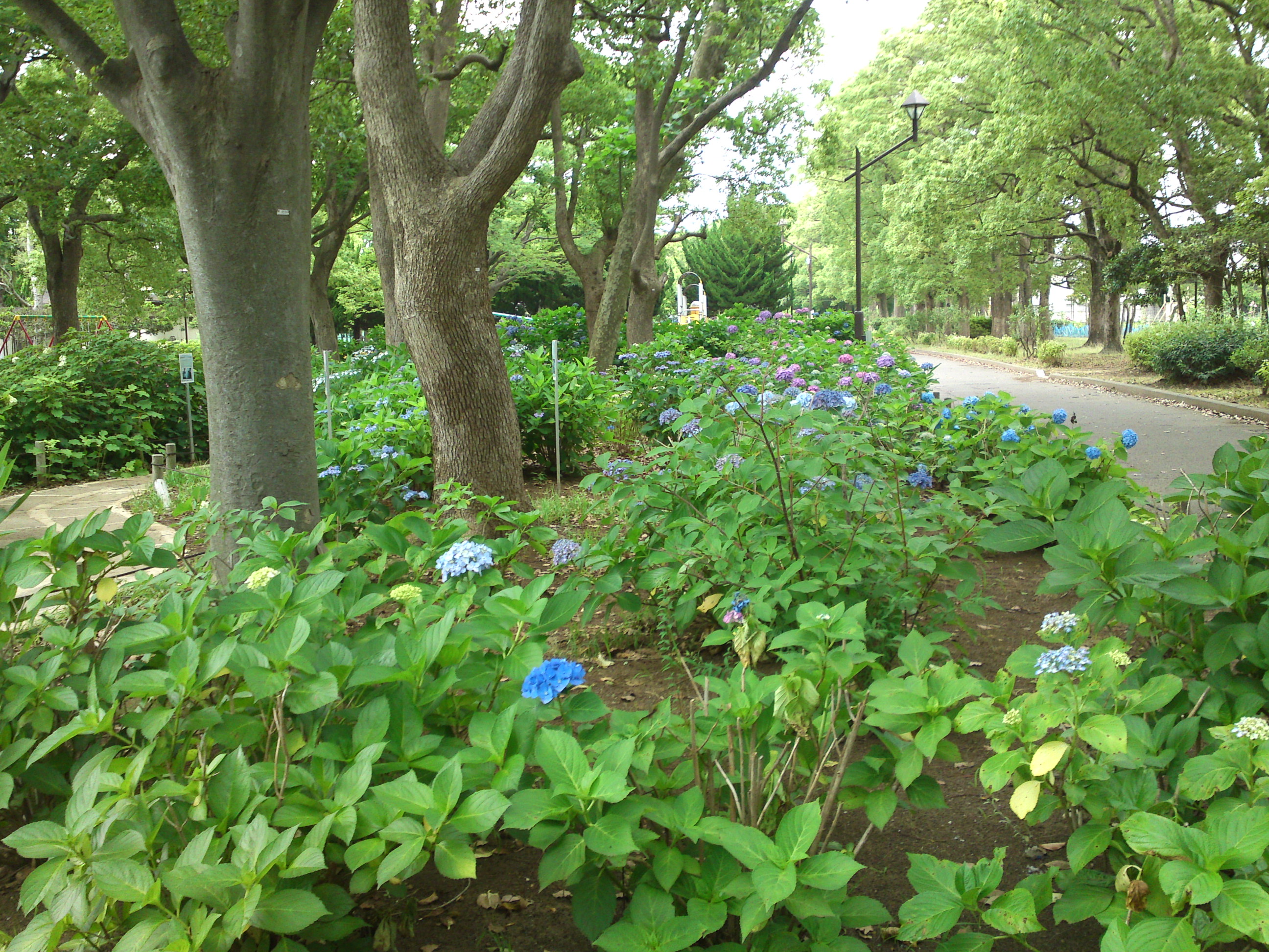 2020年夏篠崎公園に咲く紫陽花の花４８