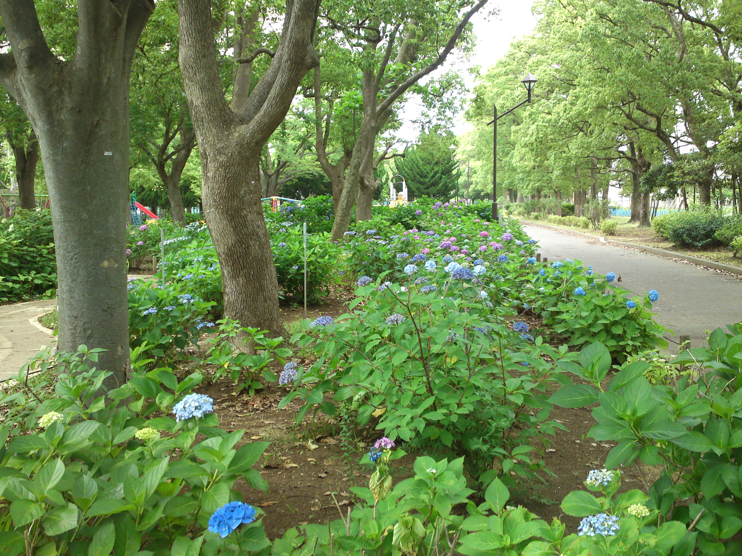2020年夏篠崎公園に咲く紫陽花の花４９