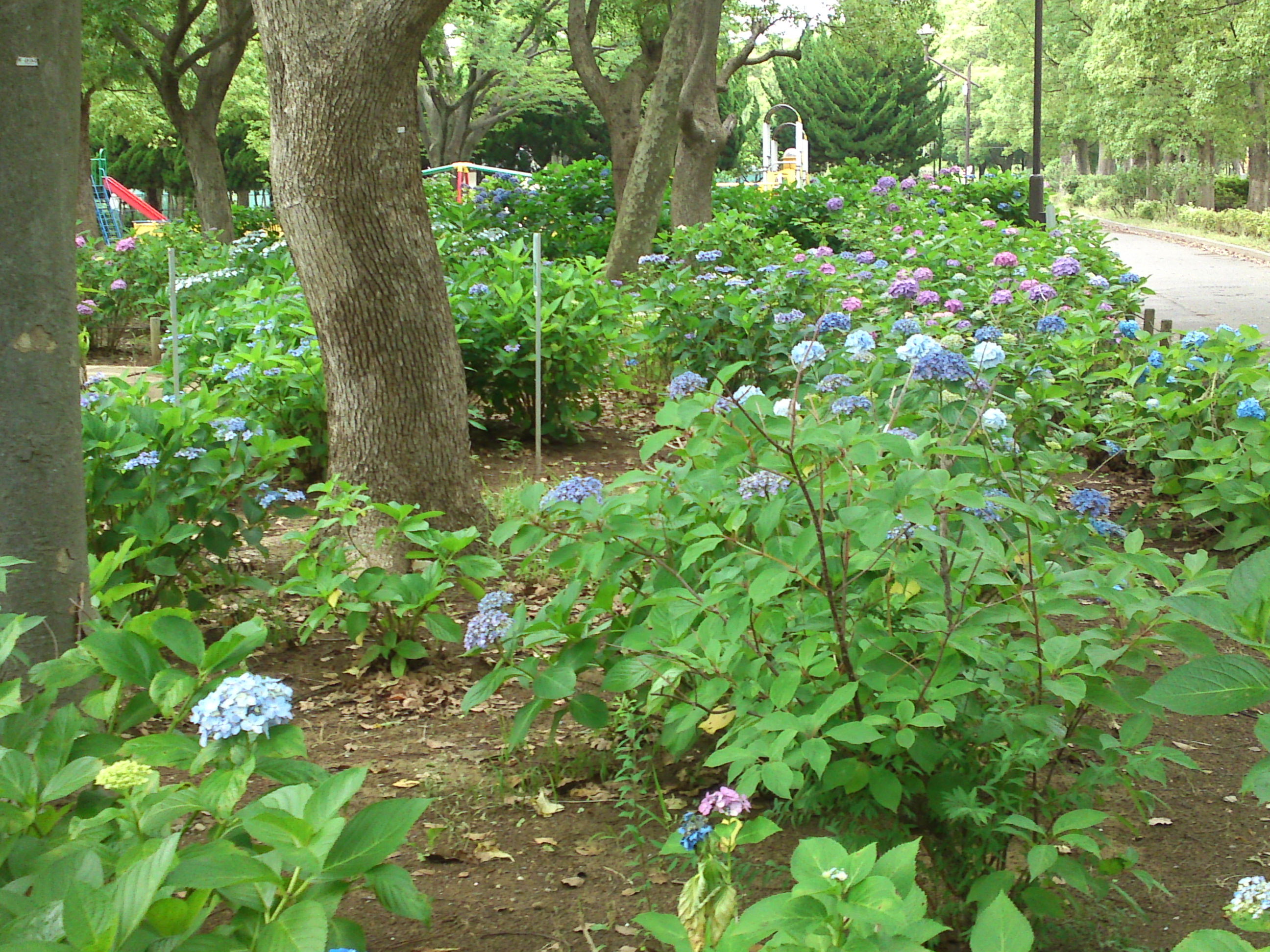 2020年夏篠崎公園に咲く紫陽花の花５０