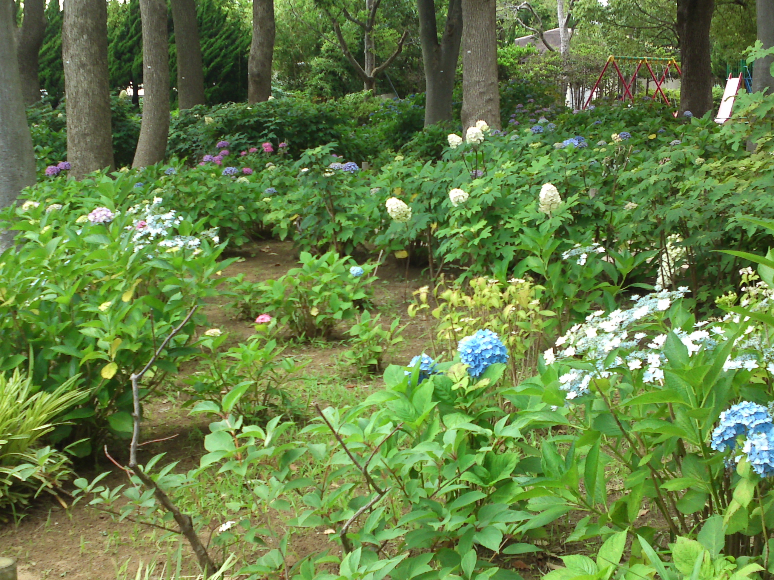2020年夏篠崎公園に咲く紫陽花の花５１