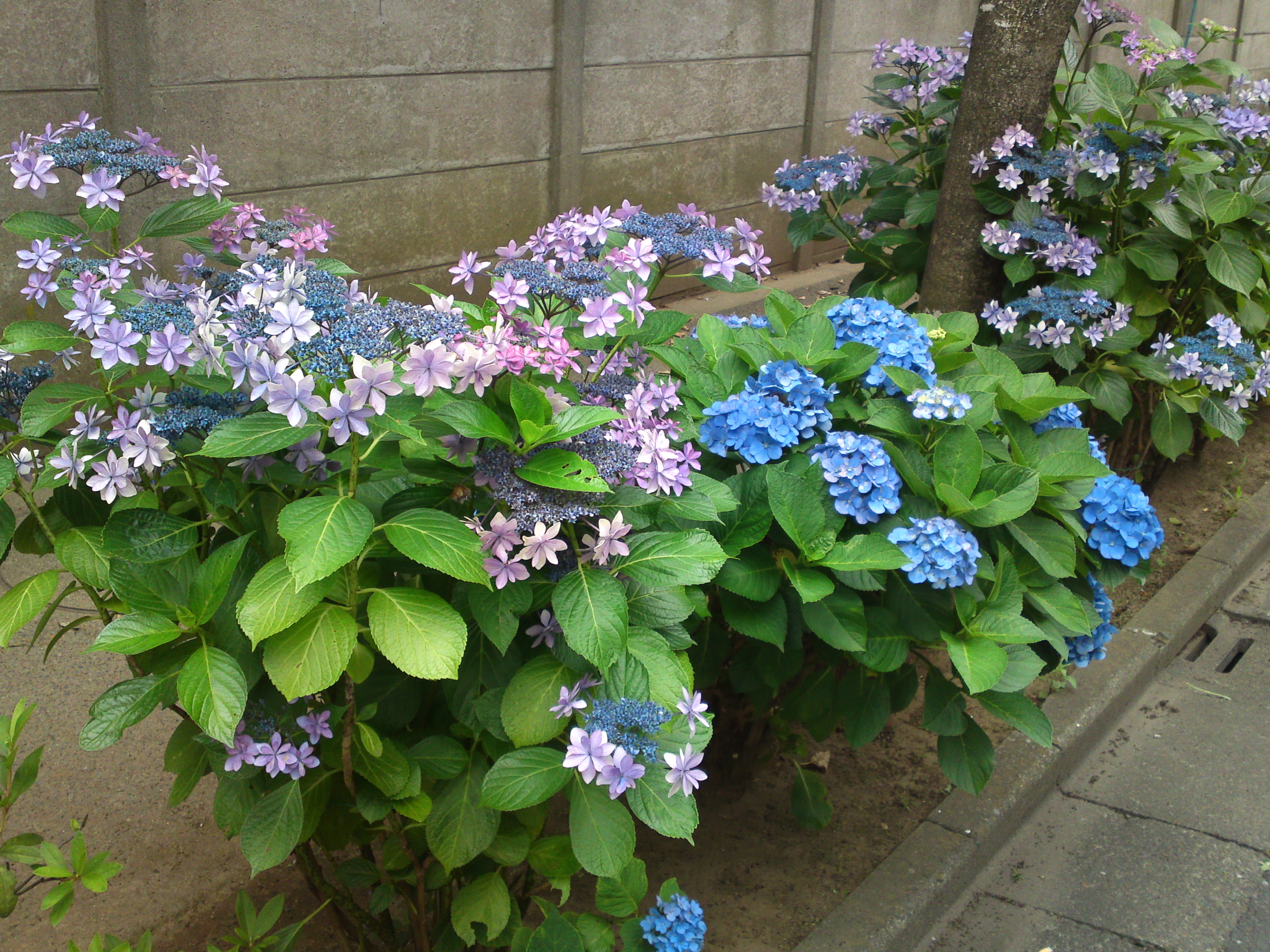 2020年夏篠崎の道ばたに咲く紫陽花