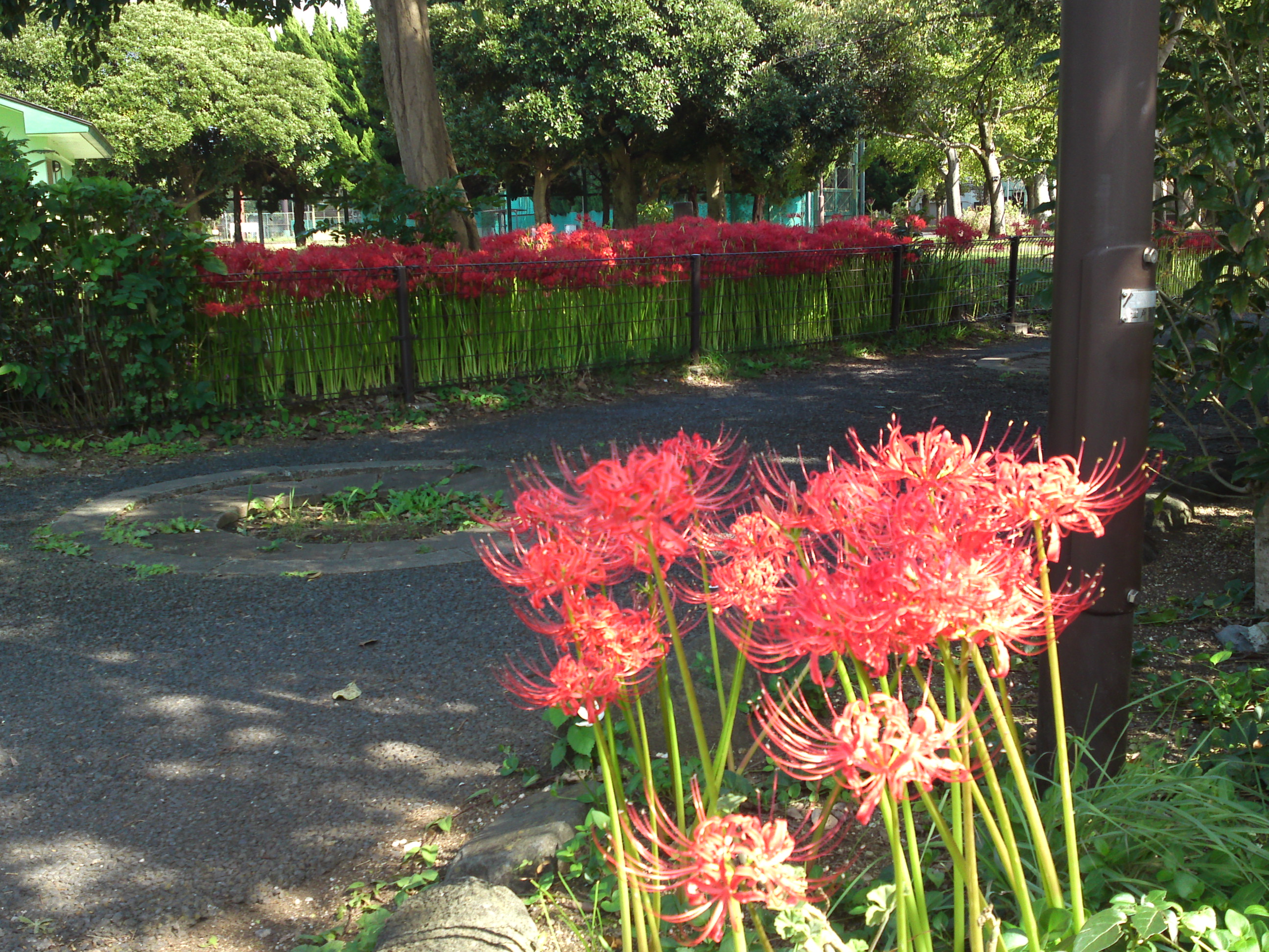 2020年秋篠崎公園に咲くヒガンバナ１