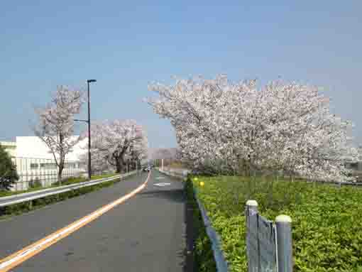 cherry trees along the road on the bank