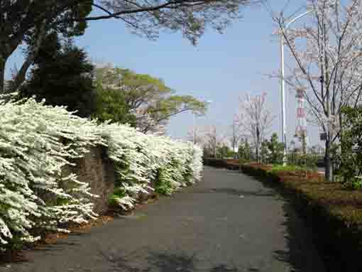 篠崎のユキヤナギと桜の花