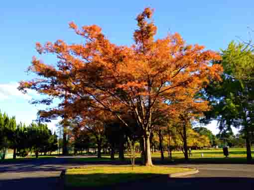 令和３年秋篠崎公園A地区の色づいた木々