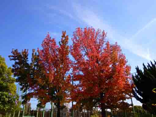 令和３年秋篠崎公園B地区の色づいた木々３
