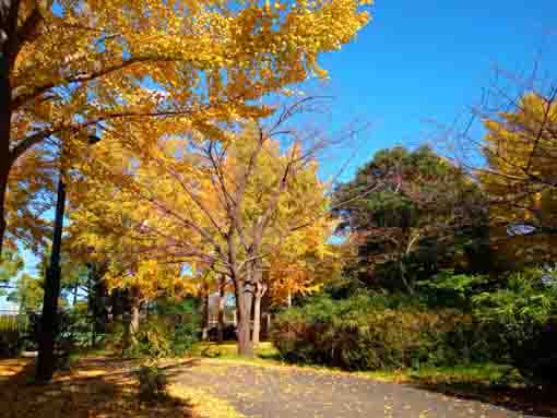 令和３年秋篠崎公園B地区の公孫樹２