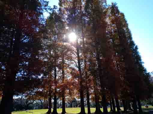 令和３年秋篠崎公園メタセコイアの森５
