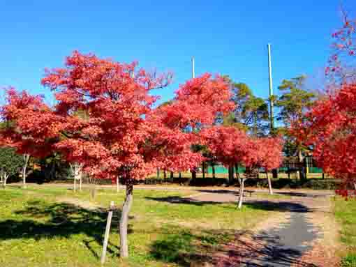 令和３年秋篠崎公園B地区の紅葉１