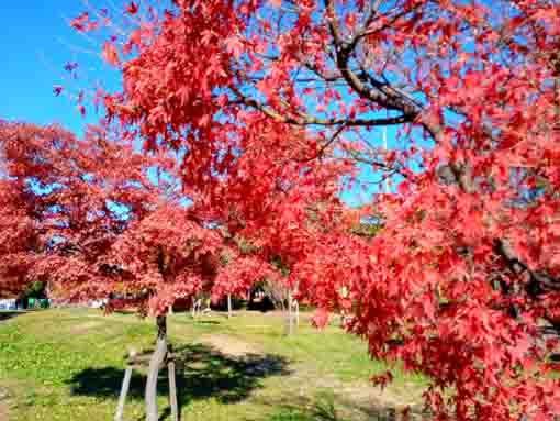 令和３年秋篠崎公園B地区の紅葉２