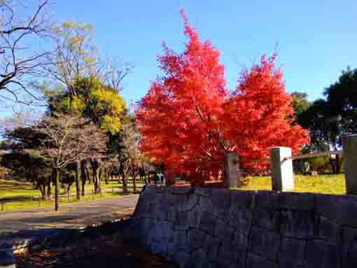 令和３年秋篠崎公園A地区の紅葉１