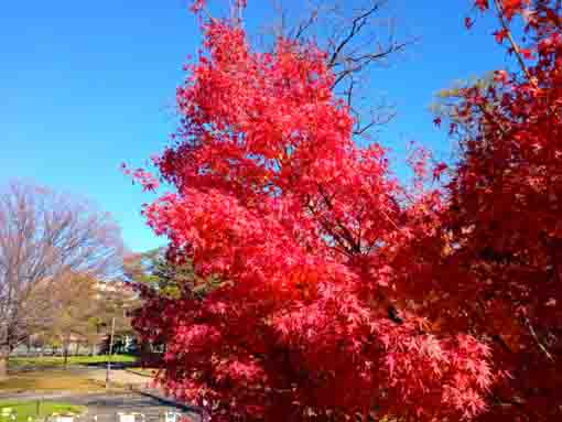 令和３年秋篠崎公園A地区の紅葉２