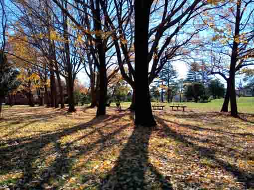 令和３年秋篠崎公園A地区の公孫樹５