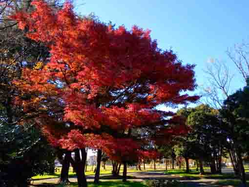 令和３年秋篠崎公園A地区の紅葉３