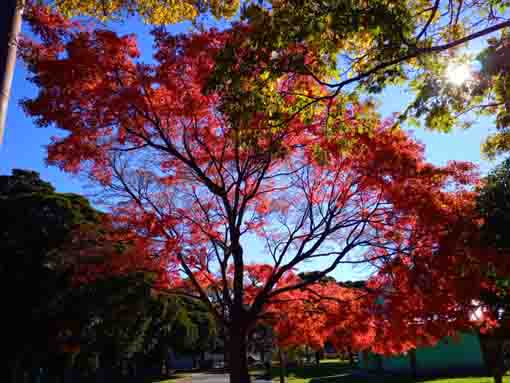 令和３年秋篠崎公園A地区の紅葉４