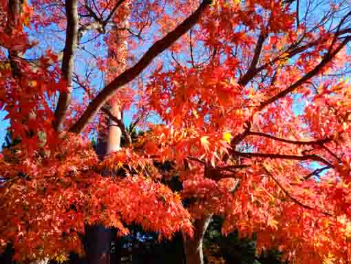 令和３年秋篠崎公園A地区の紅葉５