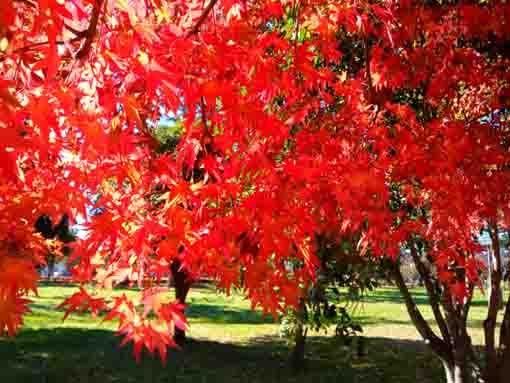 令和３年秋篠崎公園A地区の紅葉６