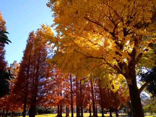 都立篠崎公園