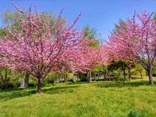 篠崎公園八重桜の林