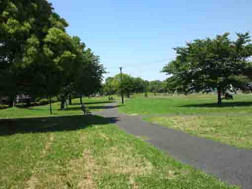 green woods in B zone in Shinozaki Park