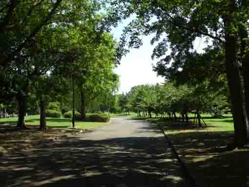 green woods in Shinozaki Park