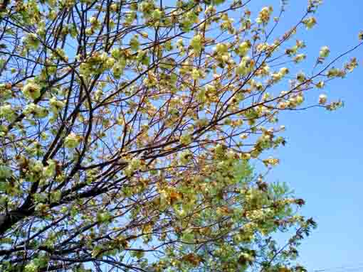 篠崎公園に咲くギョイコウの花々