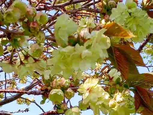 篠崎公園に咲く緑色の桜