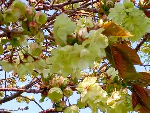 Green Cherry Blossoms in Shinozaki Park