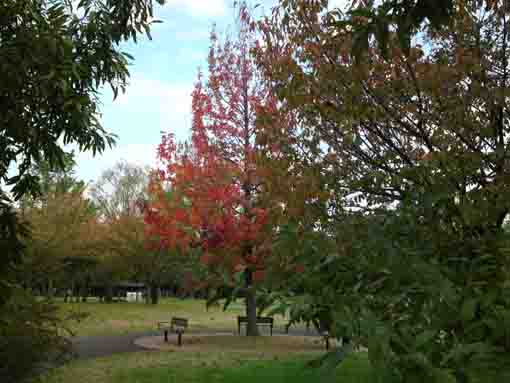 令和元年篠崎公園の秋の風景�K