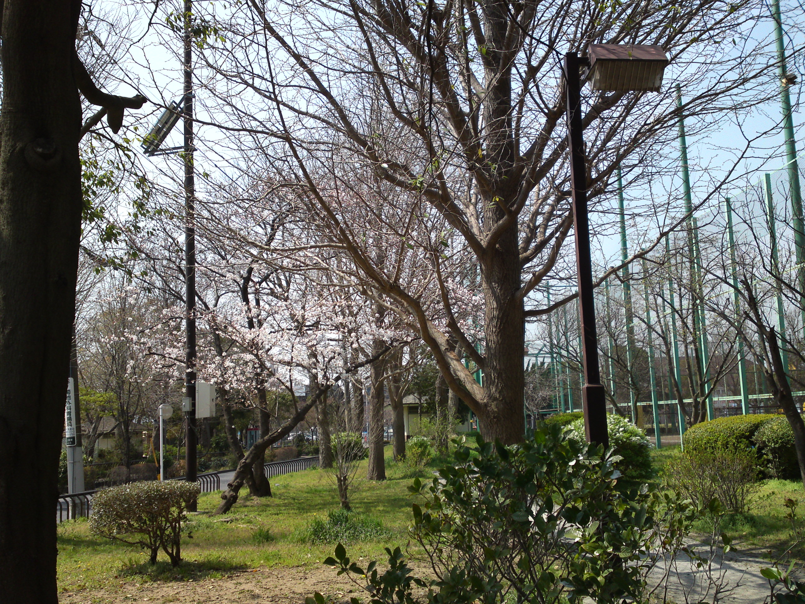 2019年春篠崎公園に咲くソメイヨシノの花々１