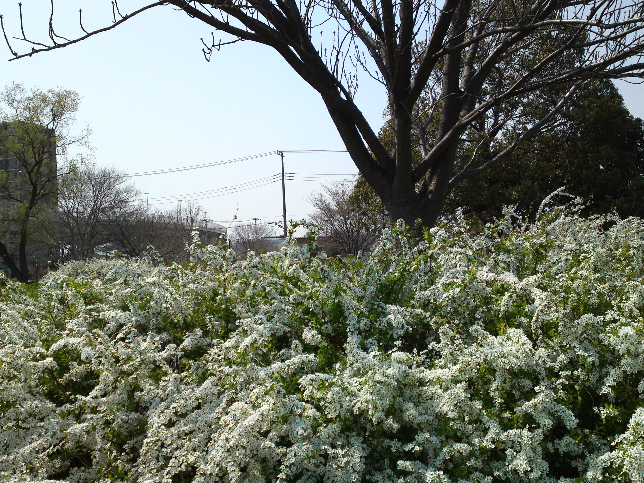 2019年春篠崎公園に咲くユキヤナギの花々１