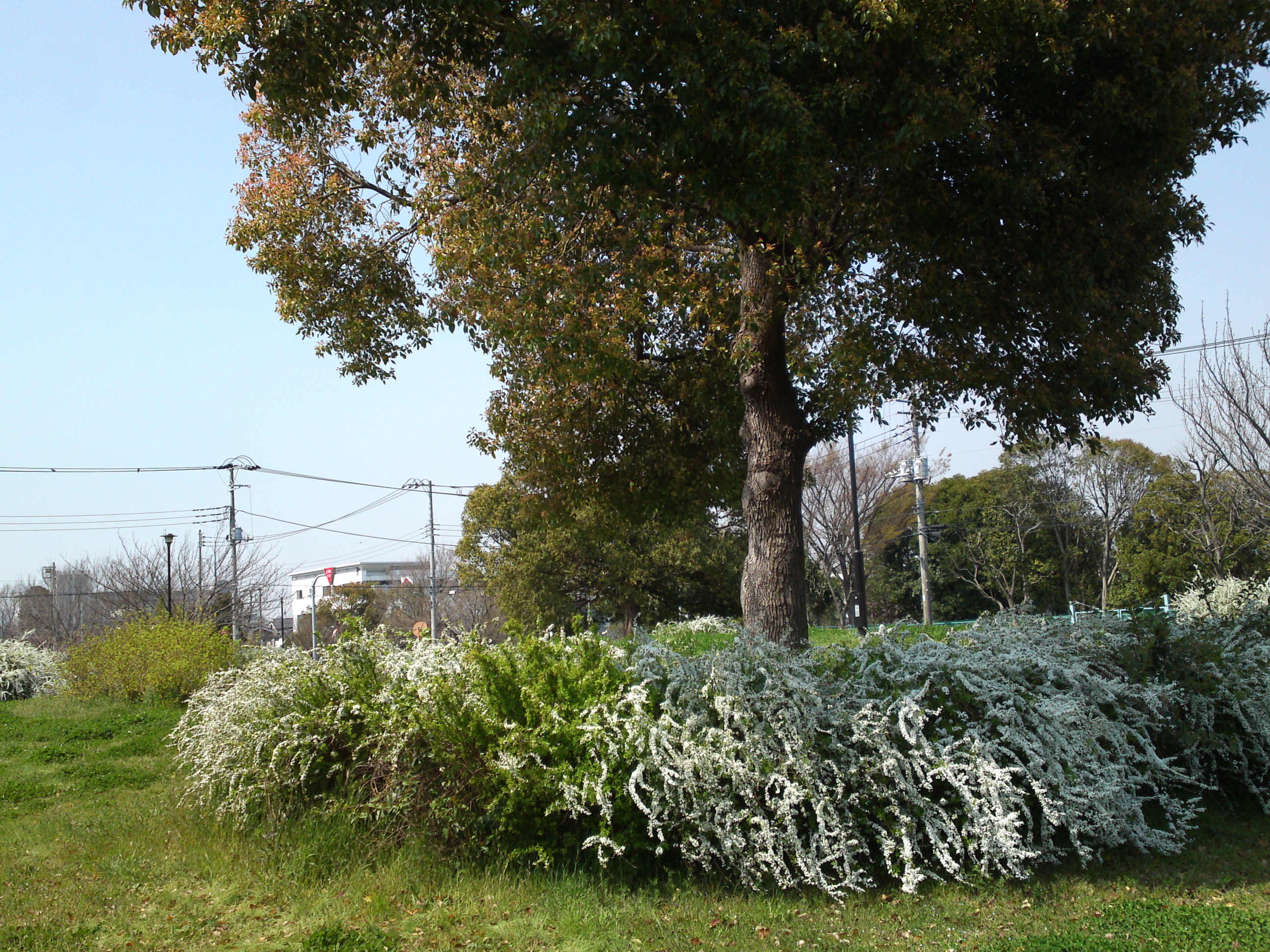 2019年春篠崎公園に咲くユキヤナギの花々２