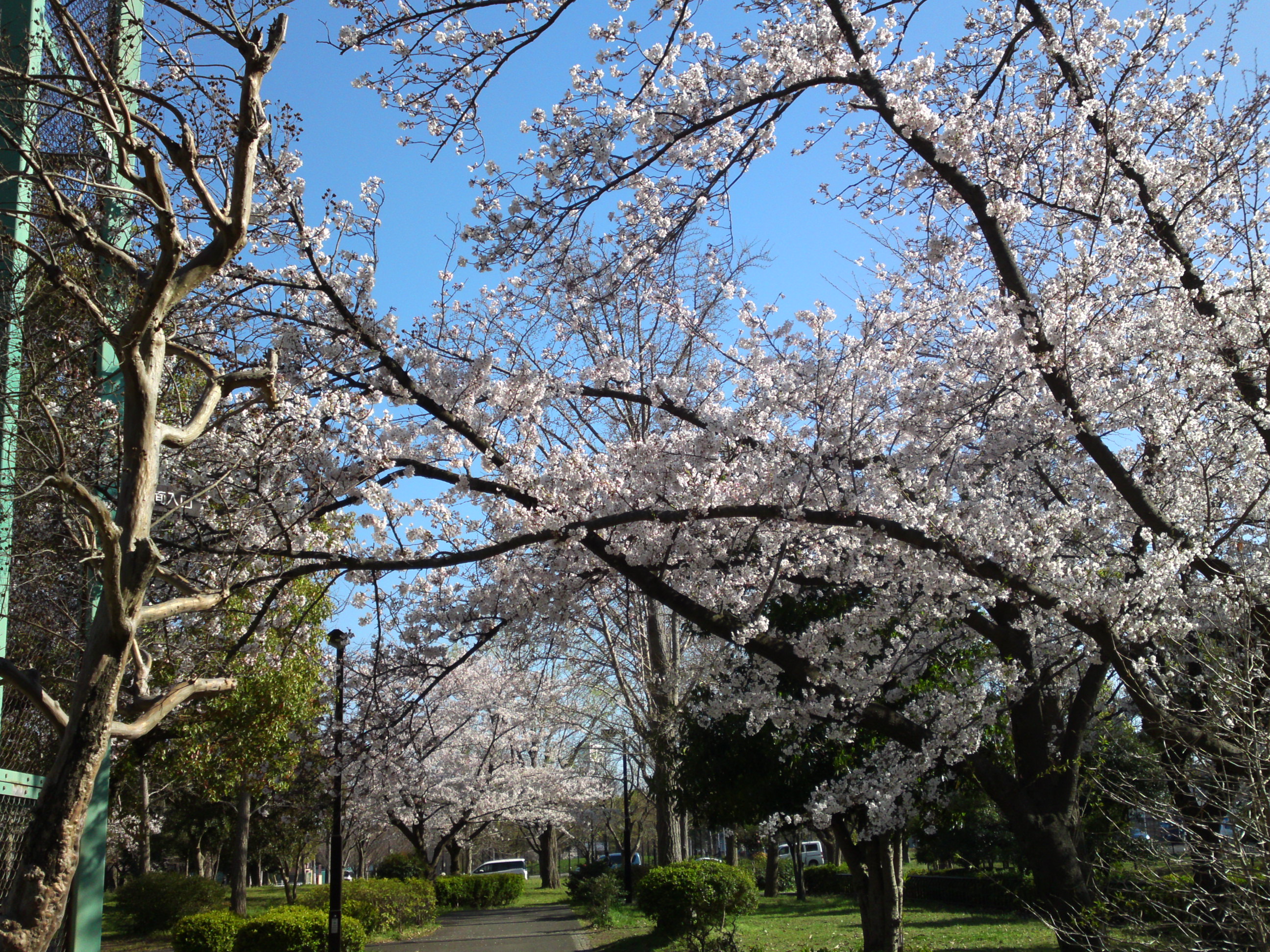 2019年春篠崎公園に咲くソメイヨシノの花々２