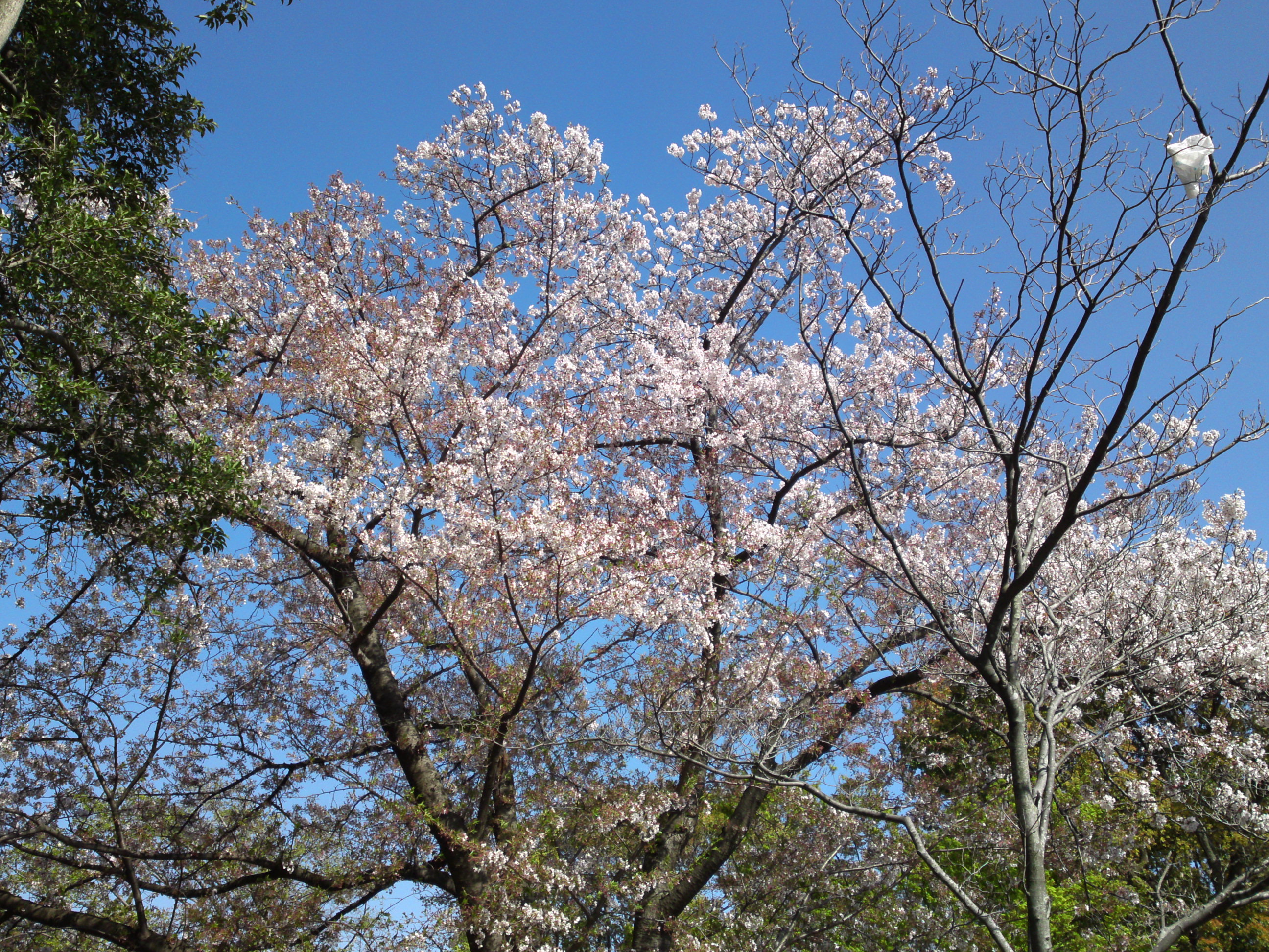 2019年春篠崎公園に咲くソメイヨシノの花々３