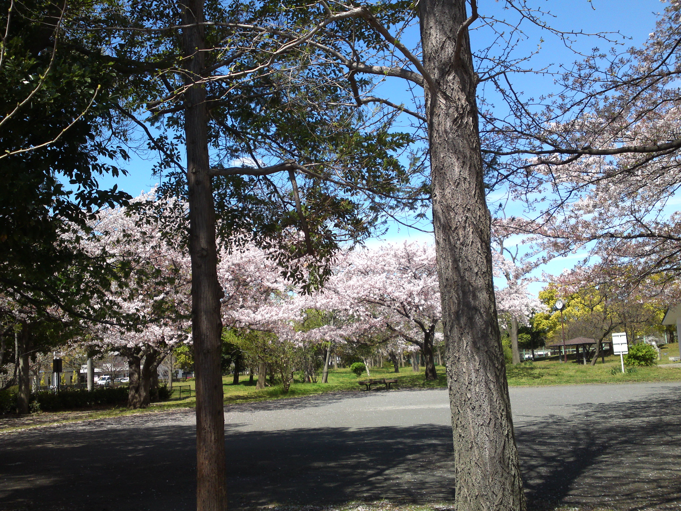 2019年春篠崎公園に咲くソメイヨシノの花々５