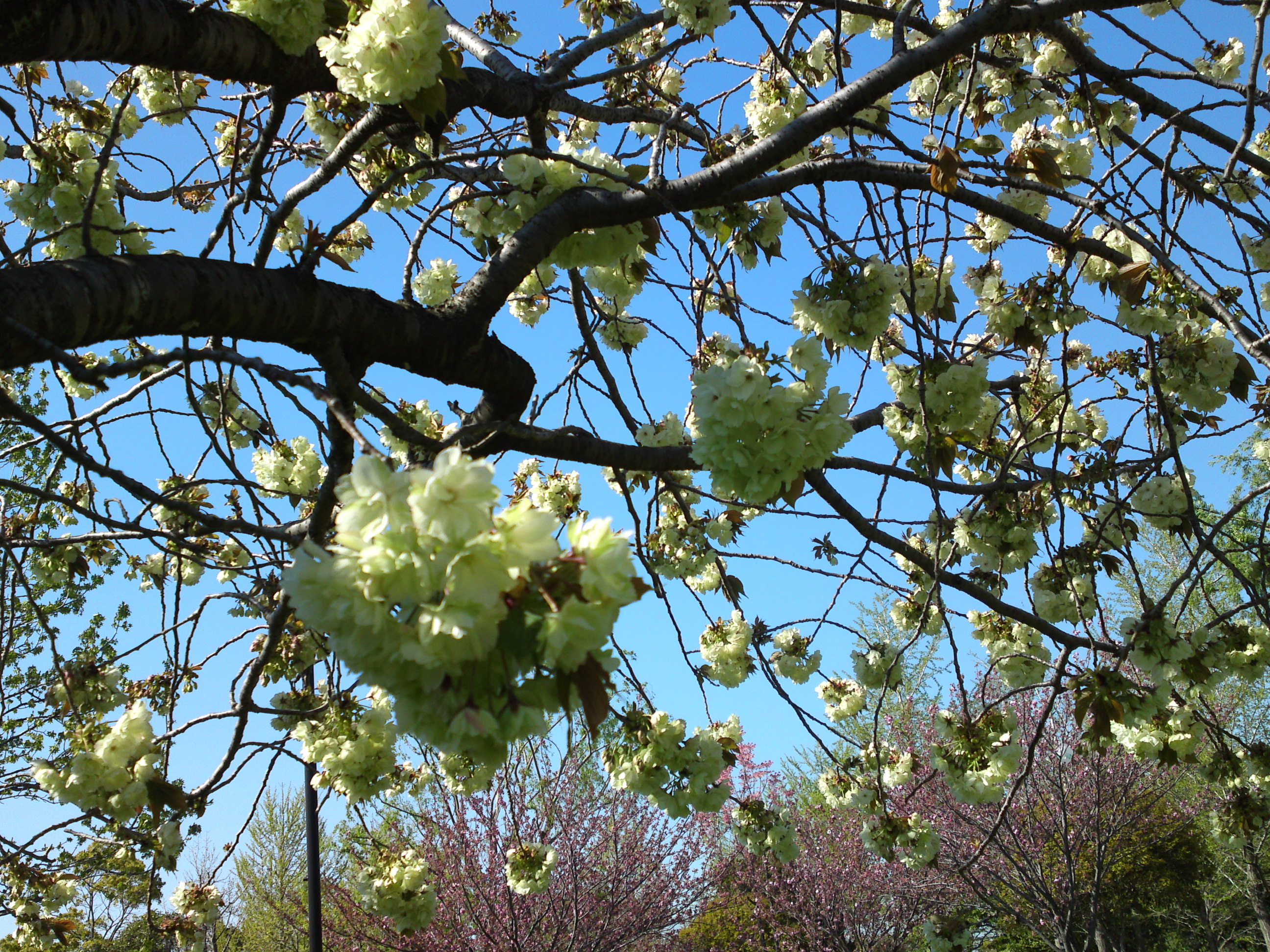 2019年春篠崎公園に咲く緑色の桜の花１