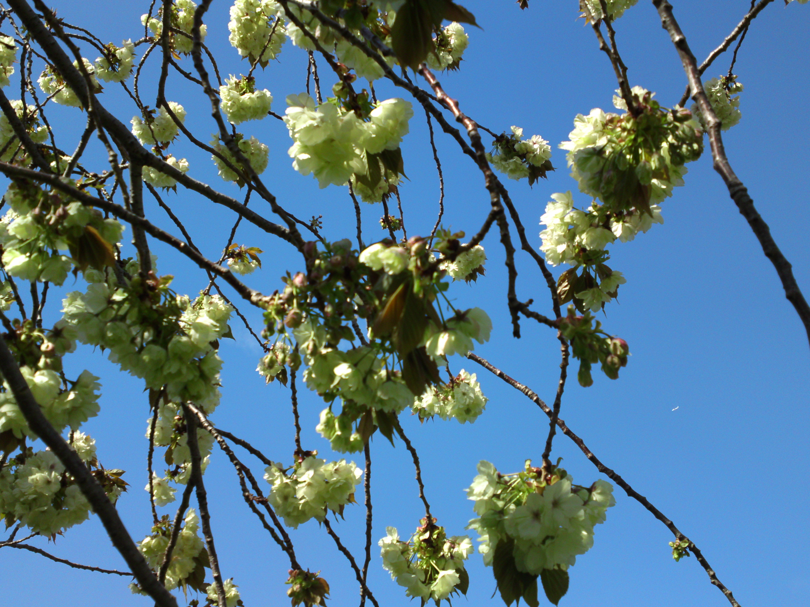 2019年春篠崎公園に咲く緑色の桜の花３