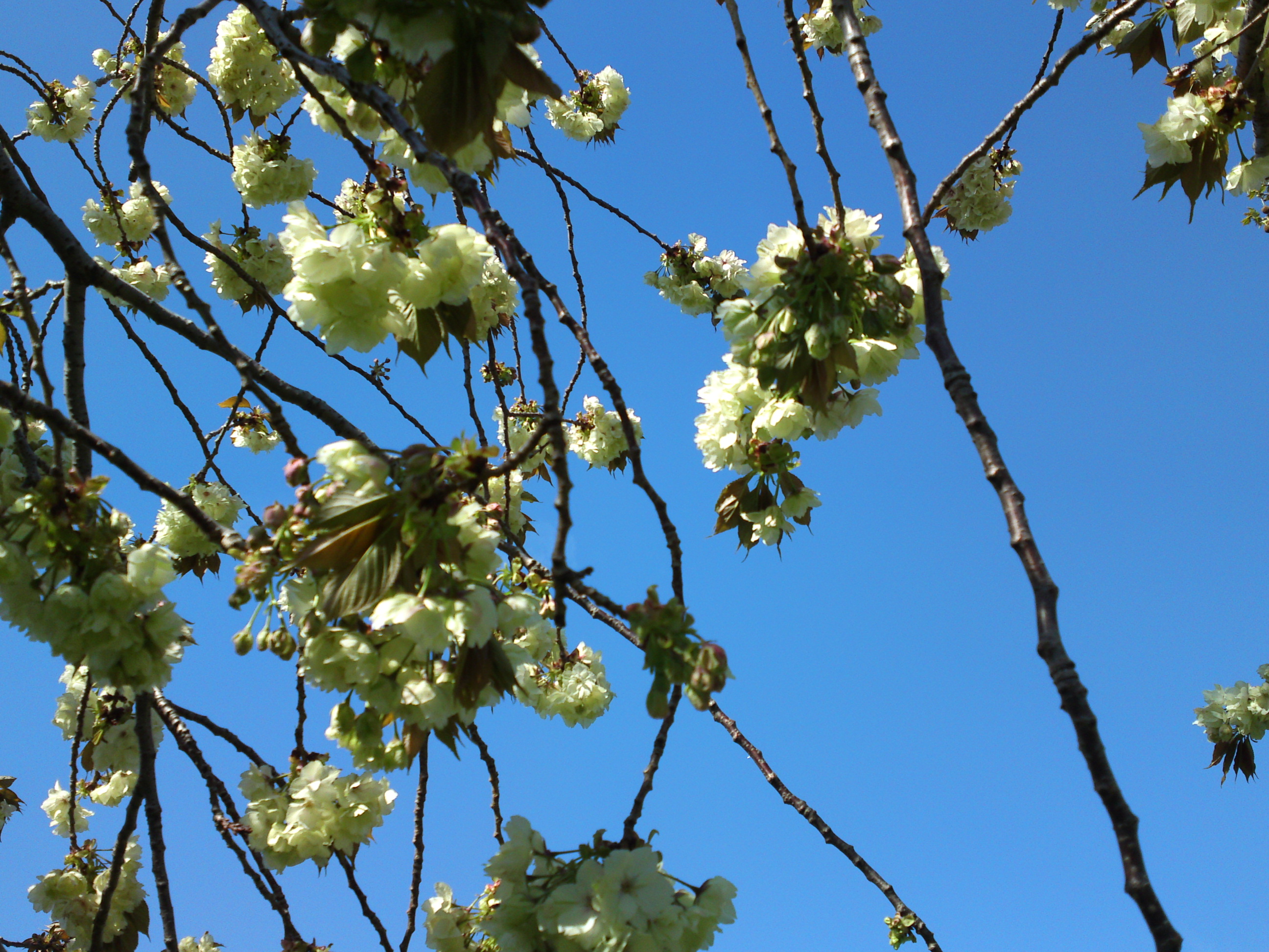 2019年春篠崎公園に咲く緑色の桜の花４