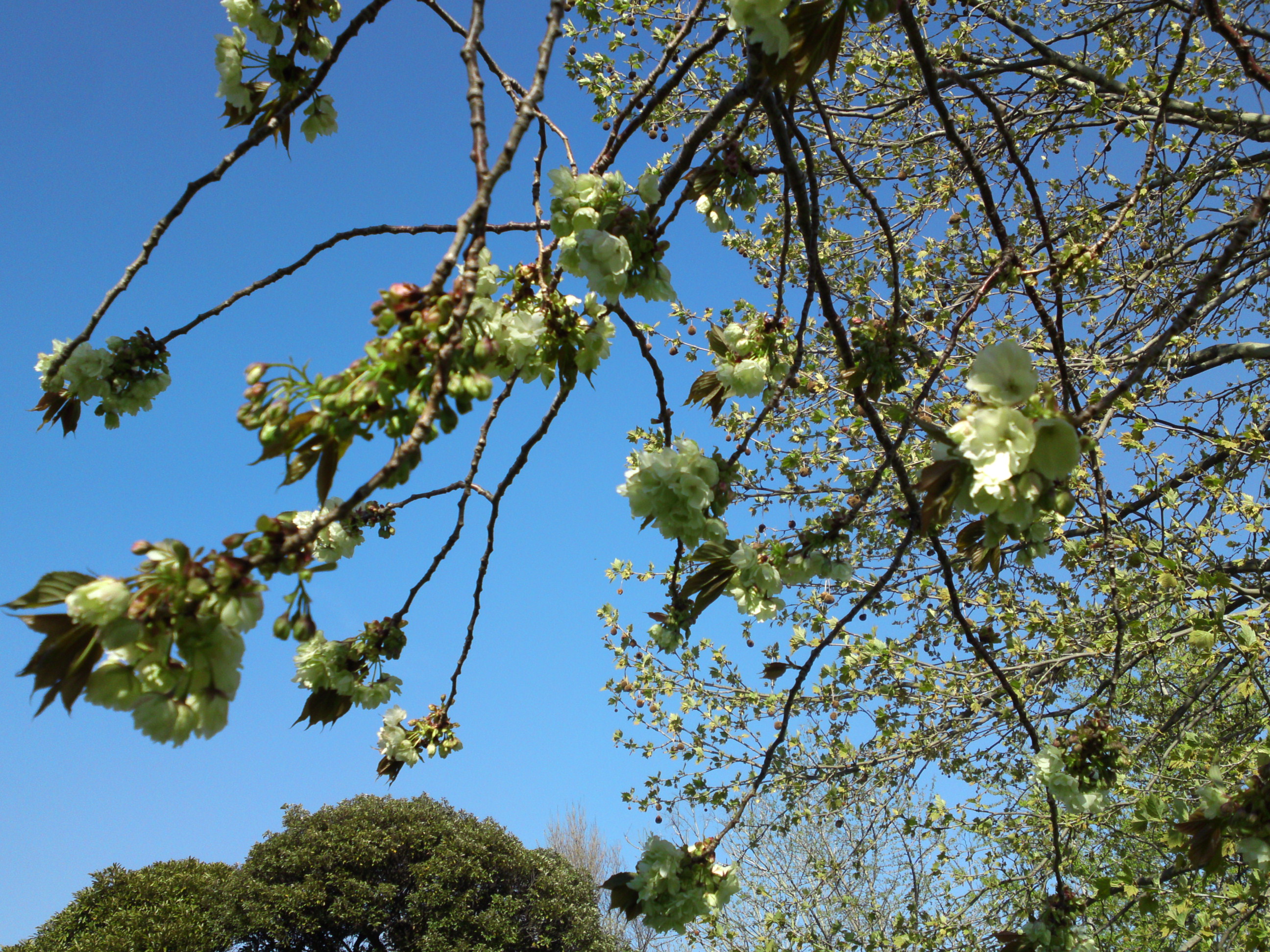 2019年春篠崎公園に咲く緑色の桜の花５