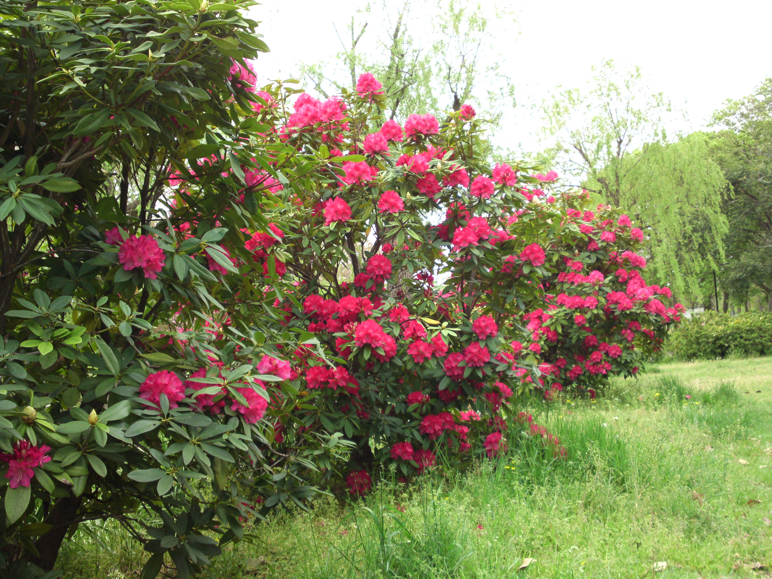 2019年春篠崎公園に咲くシャクナゲの花４