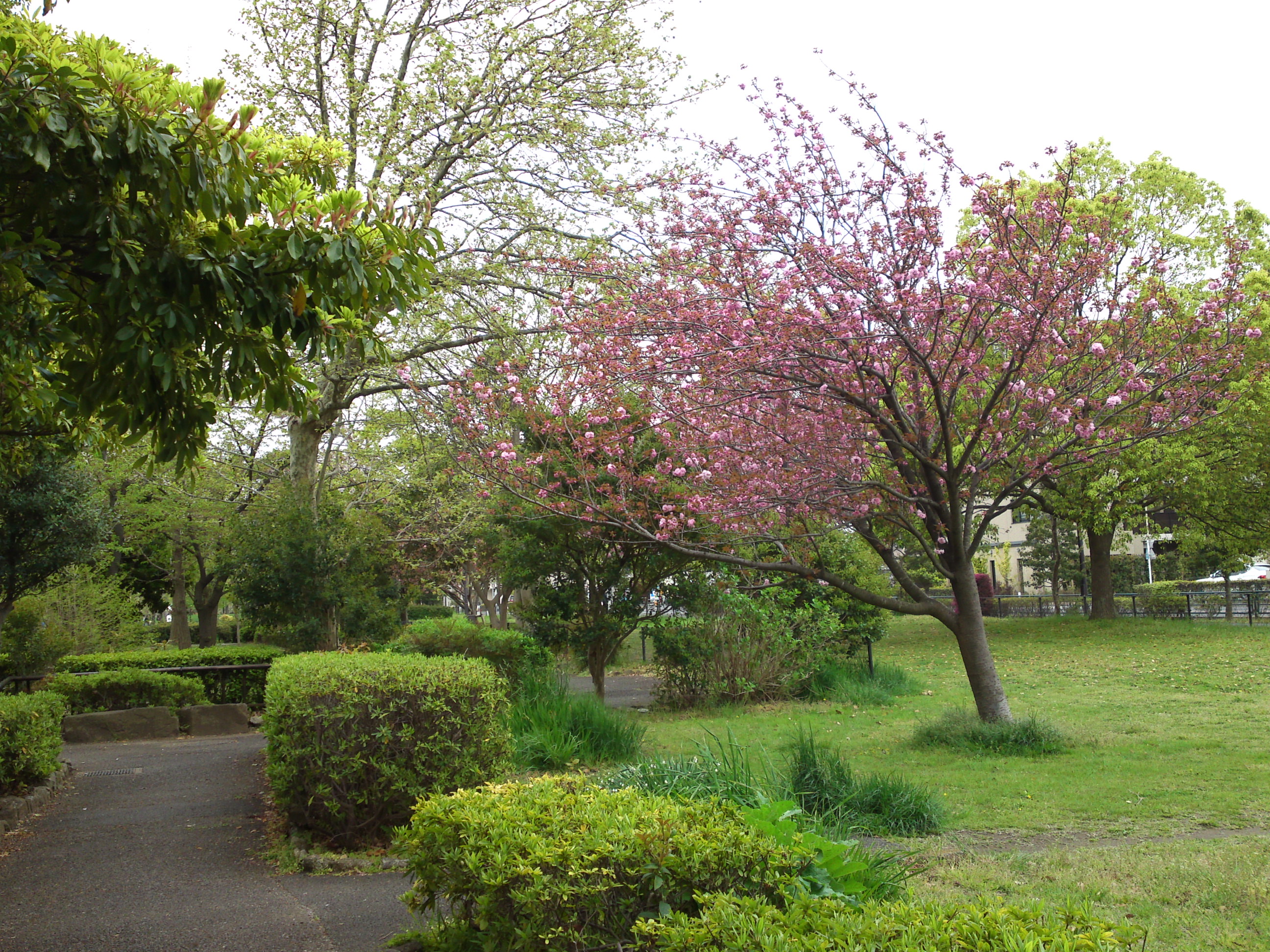 2019年春篠崎公園に咲く八重桜の花１