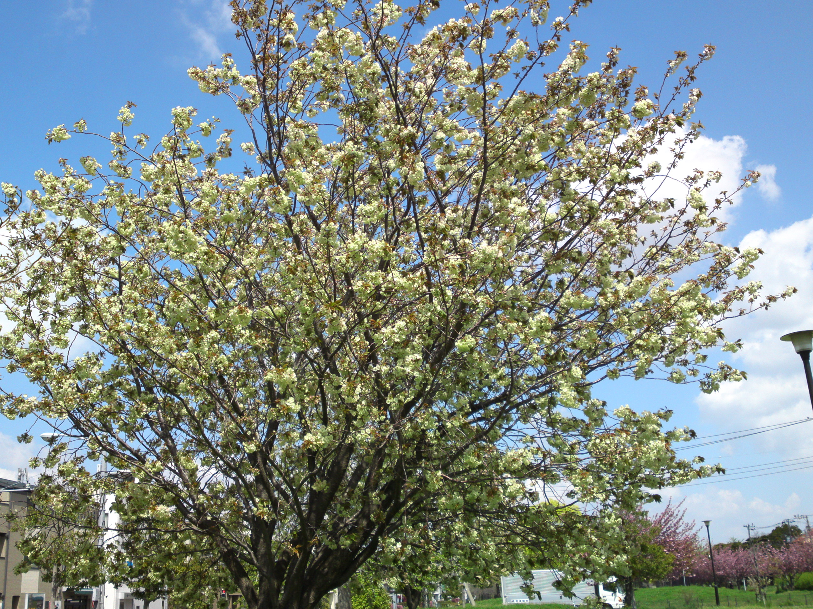 2019年春篠崎公園に咲く緑色の桜の花６