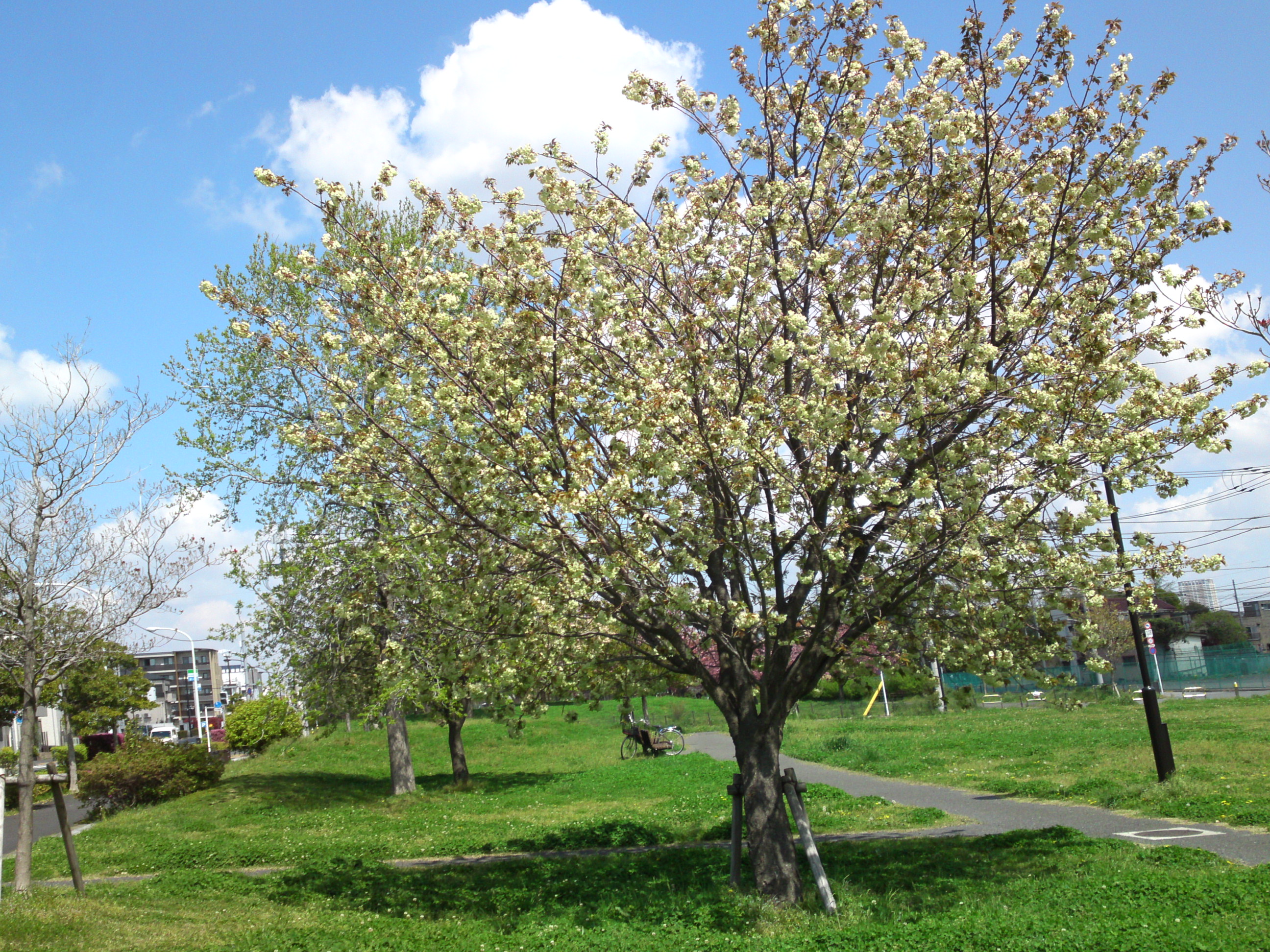 2019年春篠崎公園に咲く緑色の桜の花７