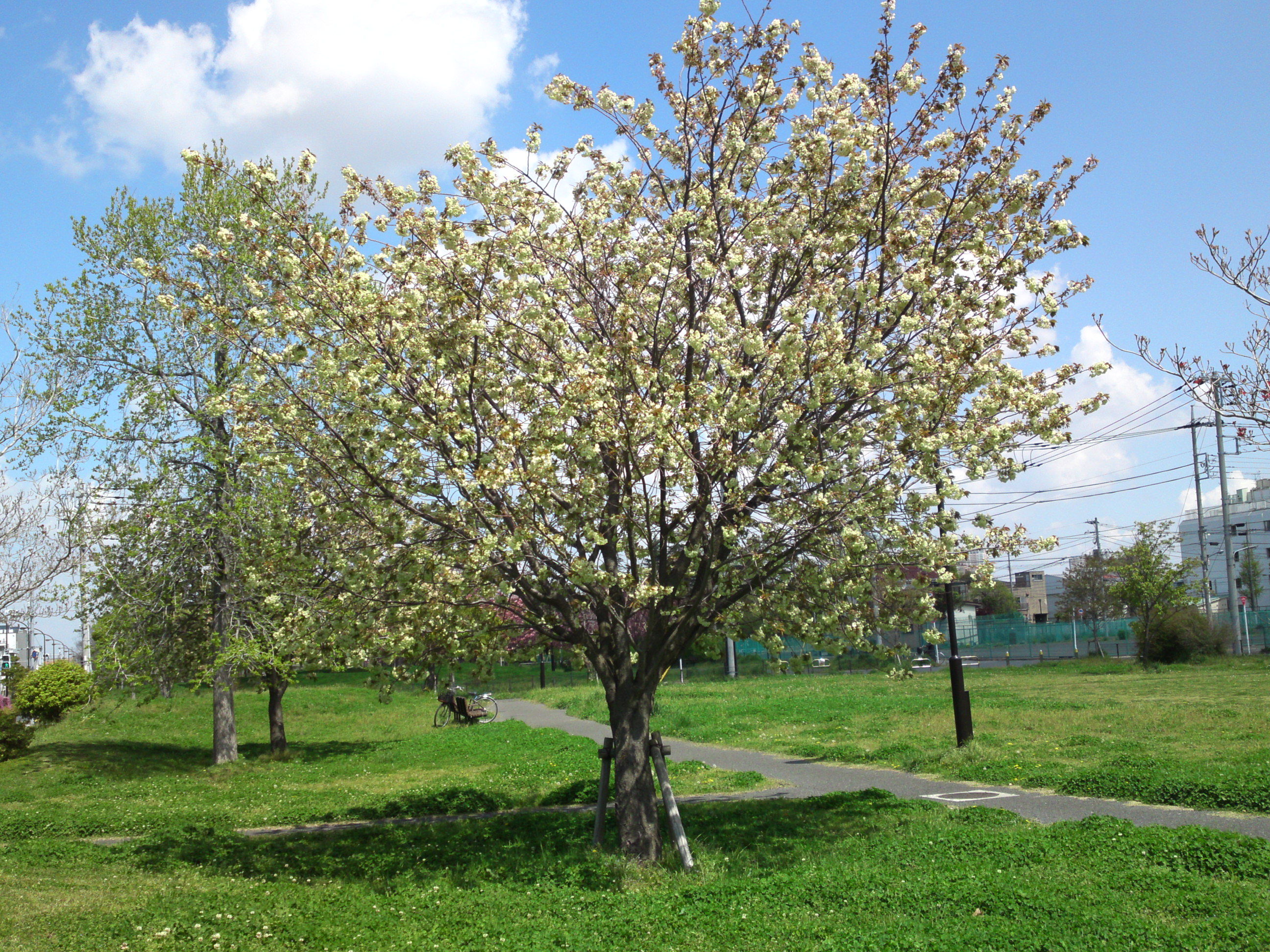 2019年春篠崎公園に咲く緑色の桜の花８