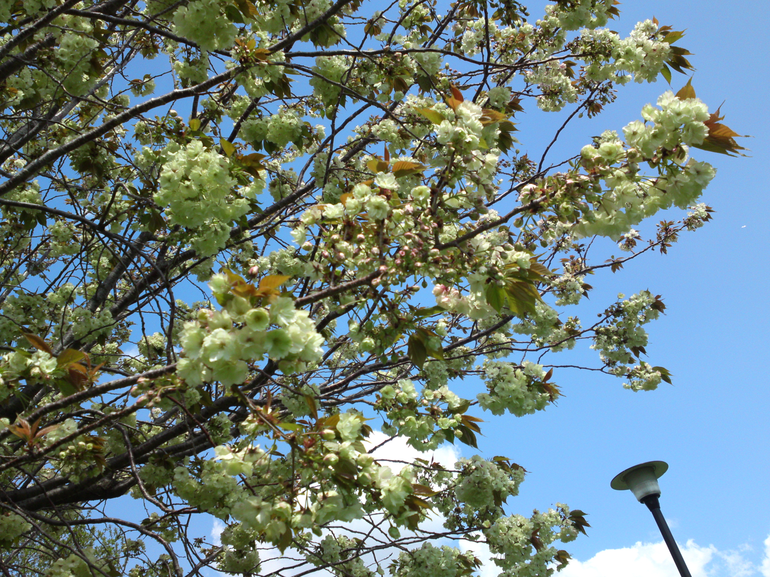 2019年春都立篠崎公園に咲く緑の八重桜２